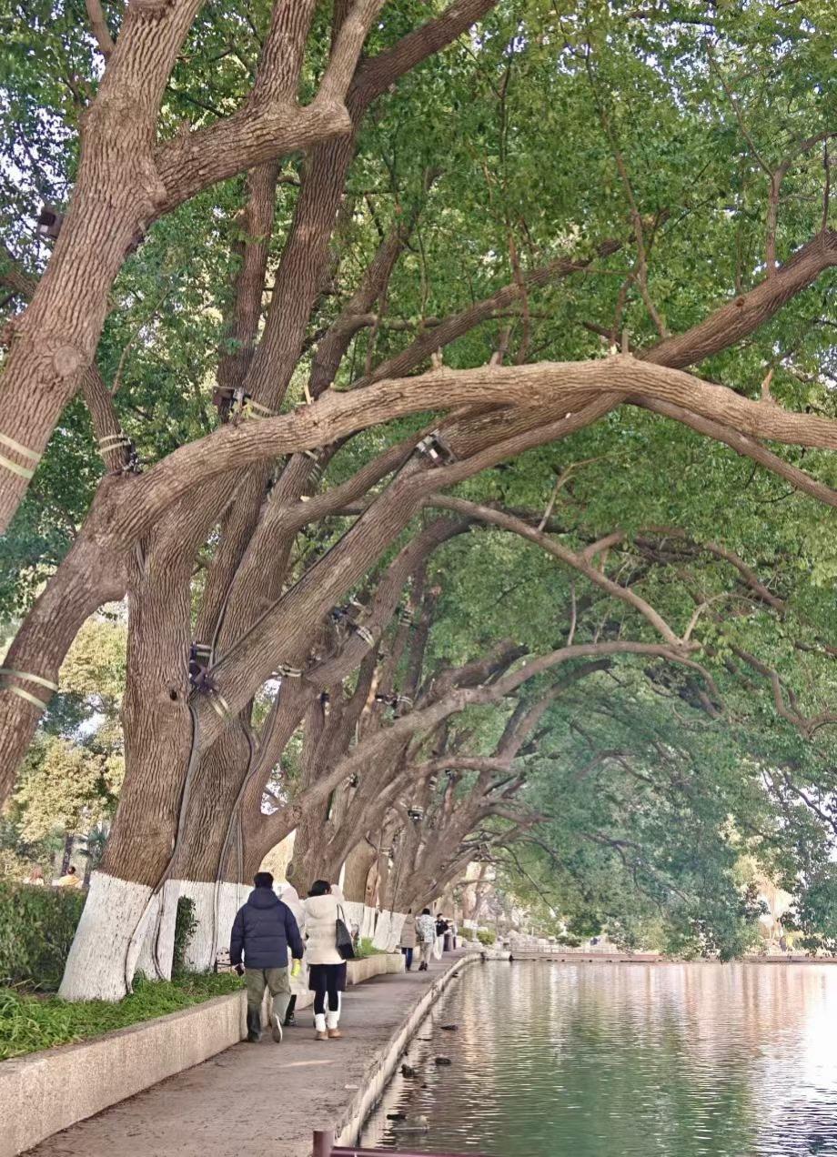 🌳 老树把枝叶织成翡翠穹顶，行人在水畔漫步，每一步都踩着，光阴与绿影的，温柔絮