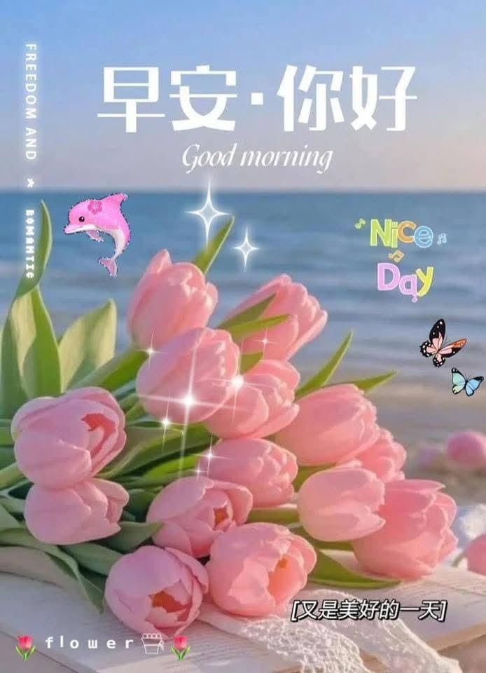 早安，美好一天从粉色郁金香开始！🌷💖