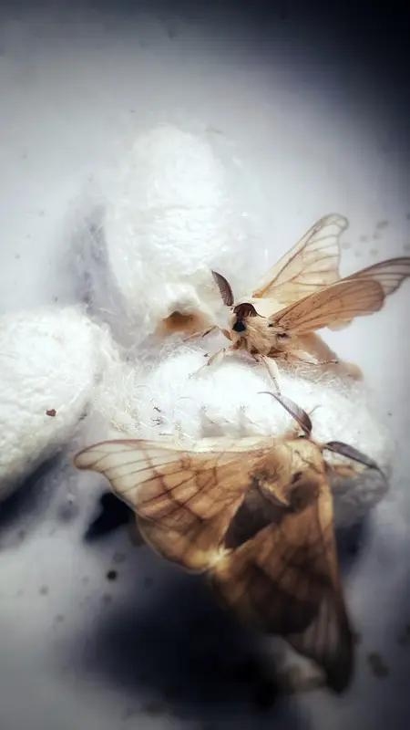 静谧沉思图来年，
破茧成蝶彩满天。