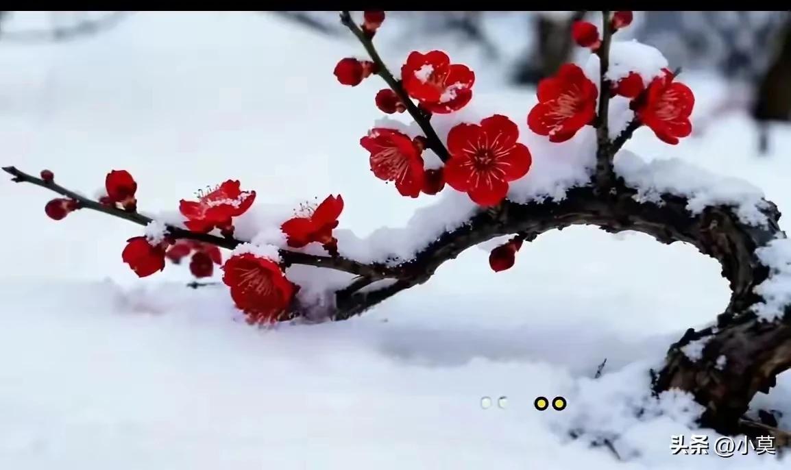 上联：雪抱梅花尘不染
下联：疏影横斜水清浅