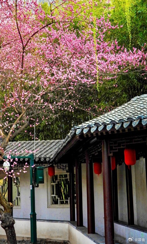 【紫竹院公园】飞角衔晓色，粉蕊缀春枝。竹影摇清露，梅香绕曲池。窗含千叠翠，檐挂万