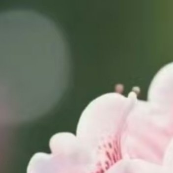 0000杜鹃花种植：1 .土壤选择：杜鹃花喜欢疏松肥沃的弱酸性土壤，可以使用腐叶