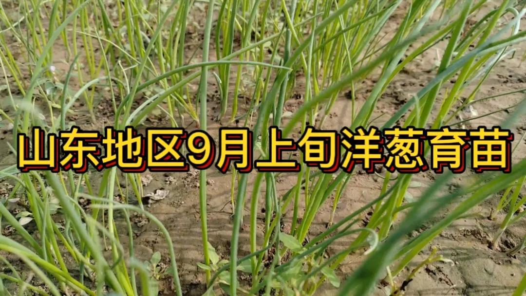 #洋葱何时育苗#在山东地区，9月上旬是洋葱育苗的适宜时间。此时天气渐凉，温度适宜