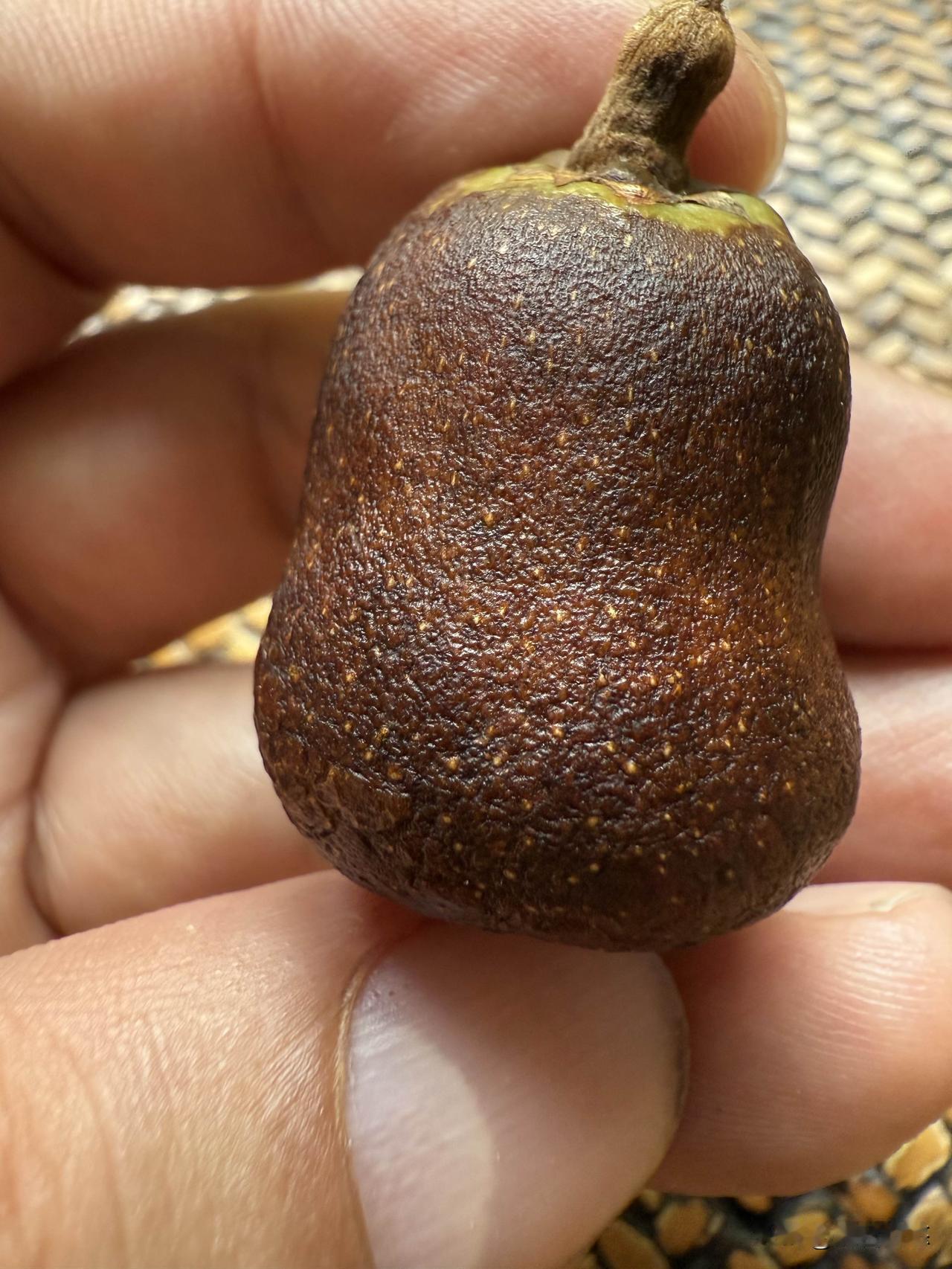 一个稍稍把玩了几天的叉茎棕果。像个小葫芦，玩熟了会变得黑里透红。棕椰属有1600
