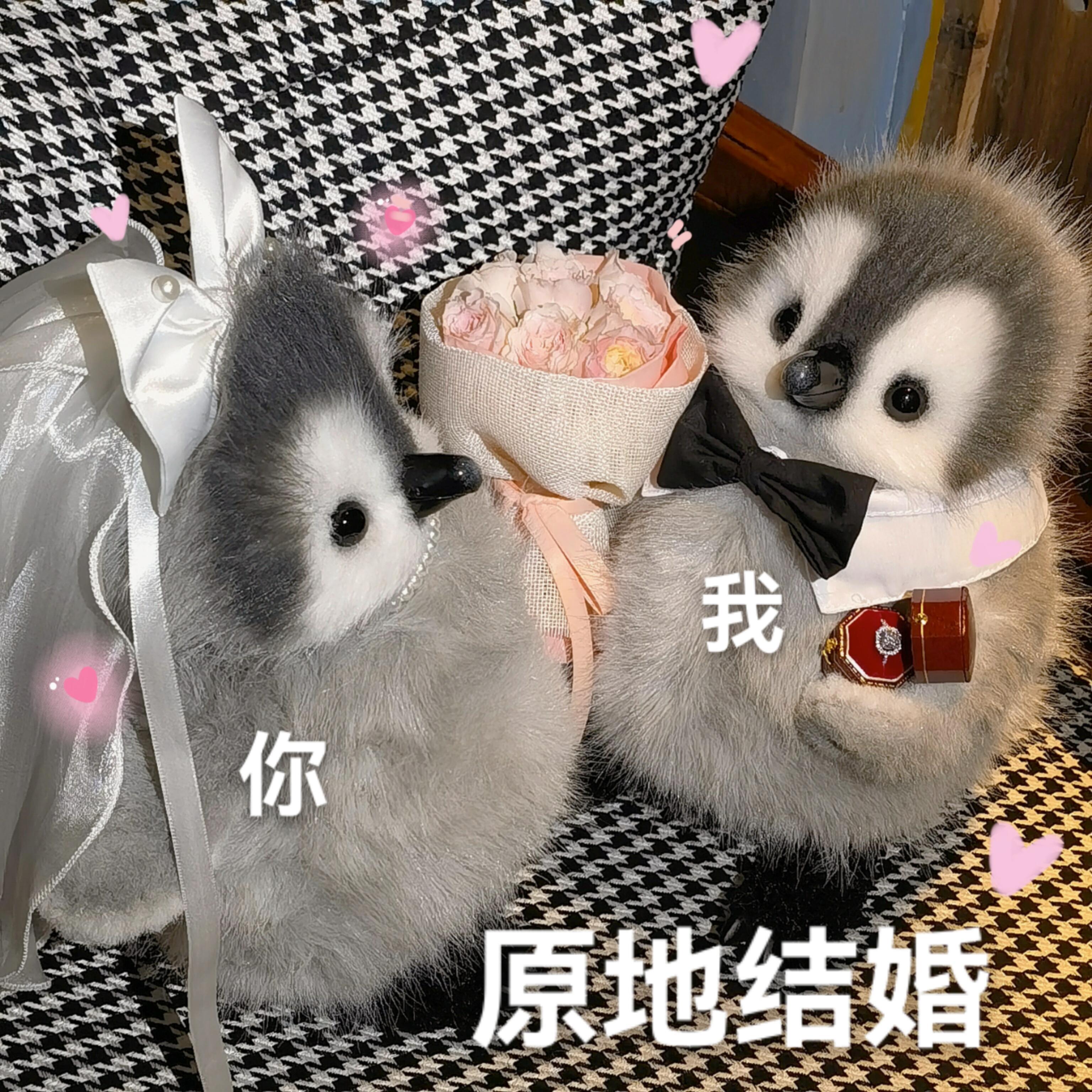 超可爱的小企鹅表情包🐧 