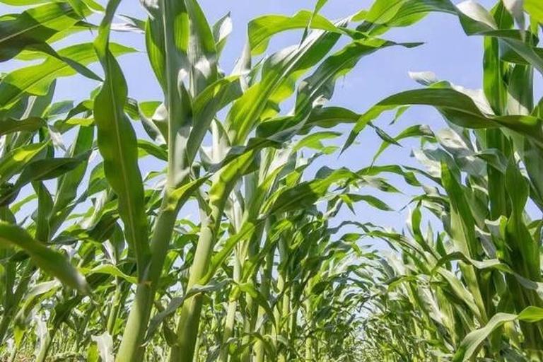 玉米原产于中美洲和南美洲，是世界重要的粮食作物。它富含叶黄素、玉米黄质等营养成分