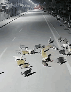 拍古惑仔吗？[捂脸]