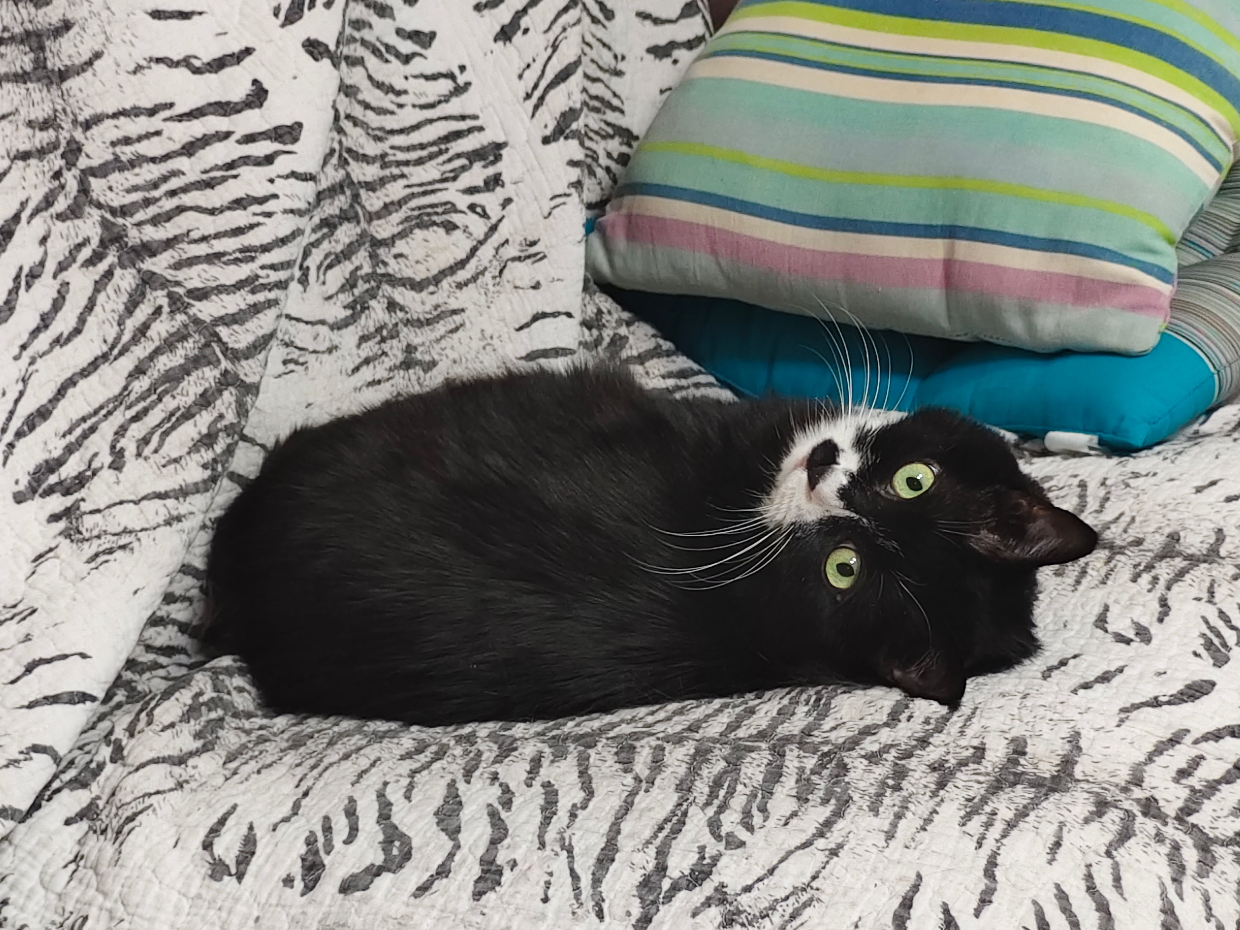 “这是什么……”daily奶牛猫 （投稿：） 