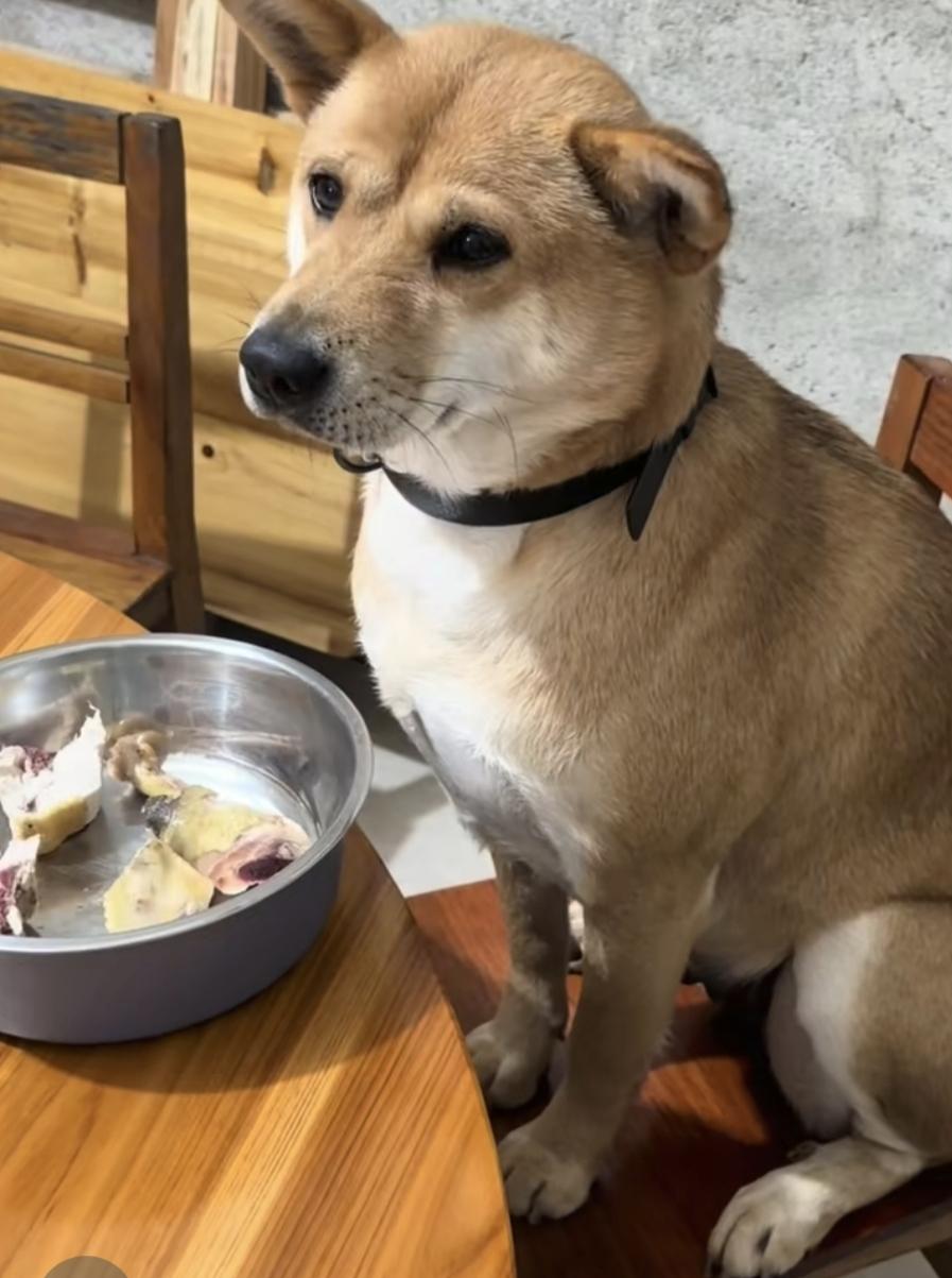 狗子真是董人性识大体得嘞上桌吃饭
