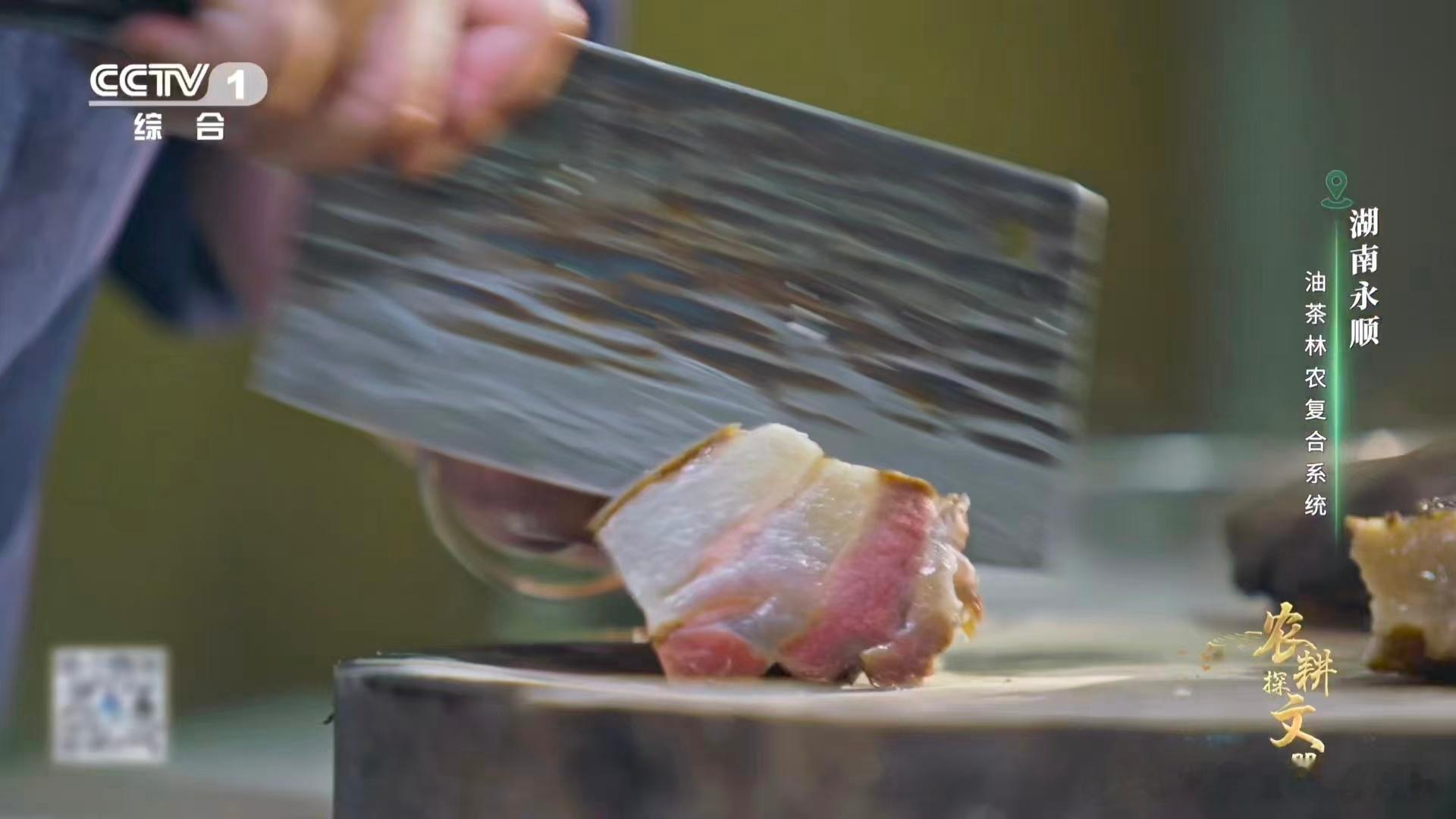 植物界有自己的全能选手 湖南永顺油茶真的全身上下都是宝，完全没有浪费的地方，光是