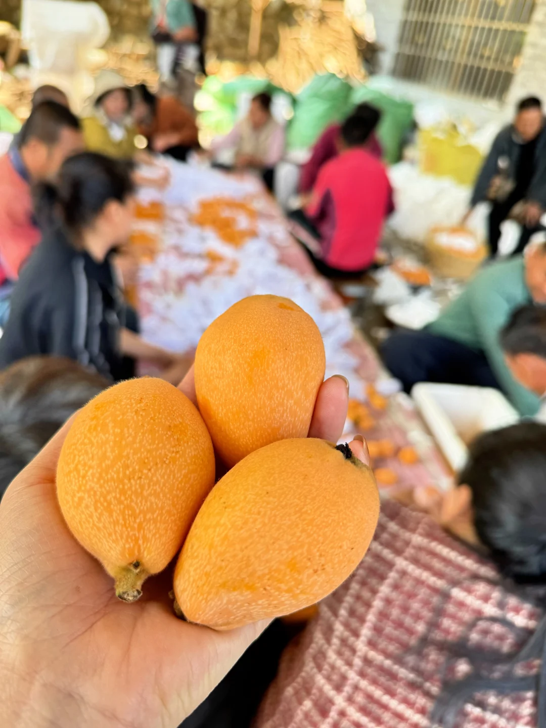 米易枇杷上架了哦，口感很棒，放心下单。