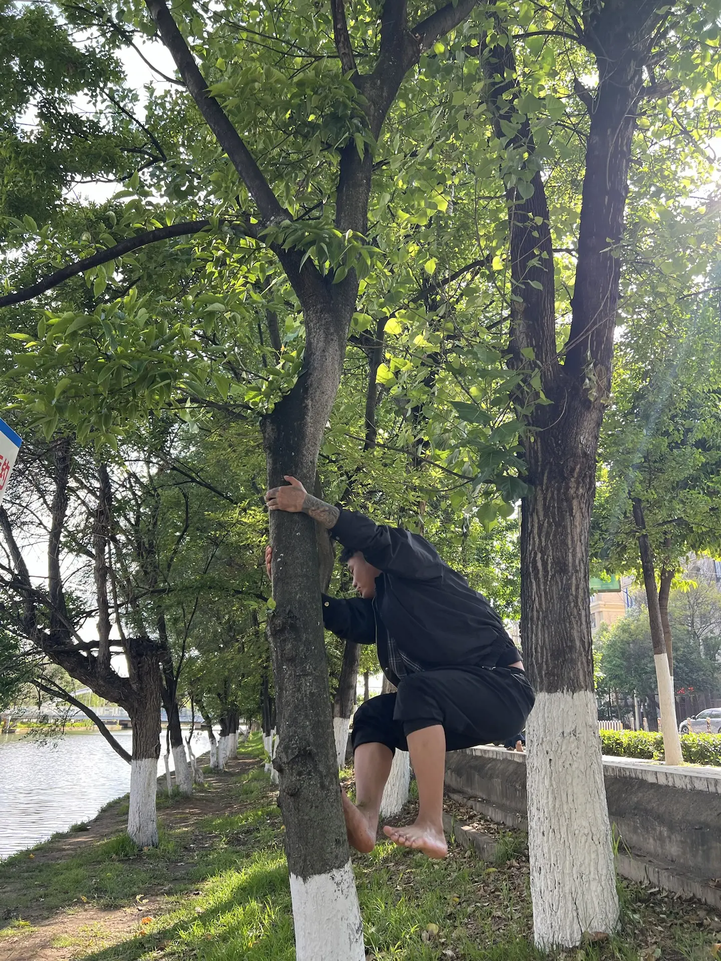 危险动作请勿模仿 大树底下好乘凉 爬树也是一种锻炼 爬树高手 爬树大作战