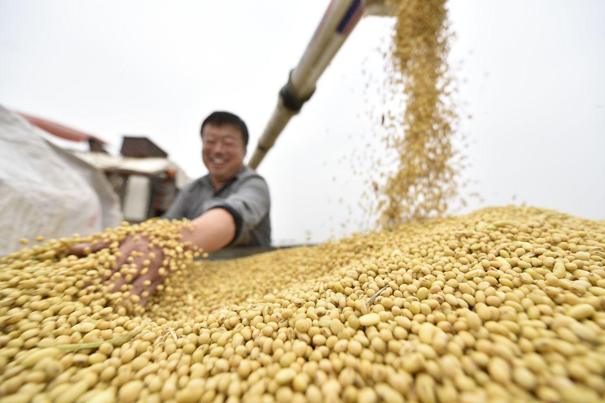 去年中国进口大豆约1.05亿吨，很多人不理解，我们为什么吃了这么多大豆？说实话，