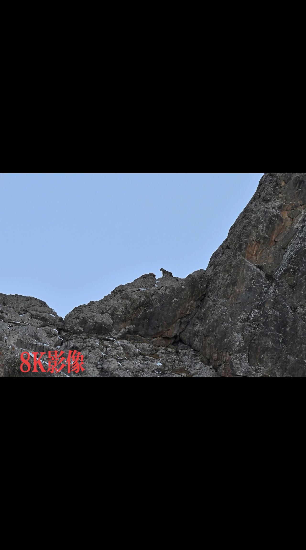 祁连山国家公园里的旗舰物种——雪豹

祁连山国家公园青海片区 爱护大自然保护野生