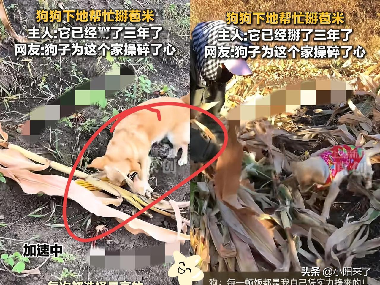 “成精了！”黑龙江一女子和家人下地掰玉米，家养的狗狗也跟着来到玉米地，还没等主人