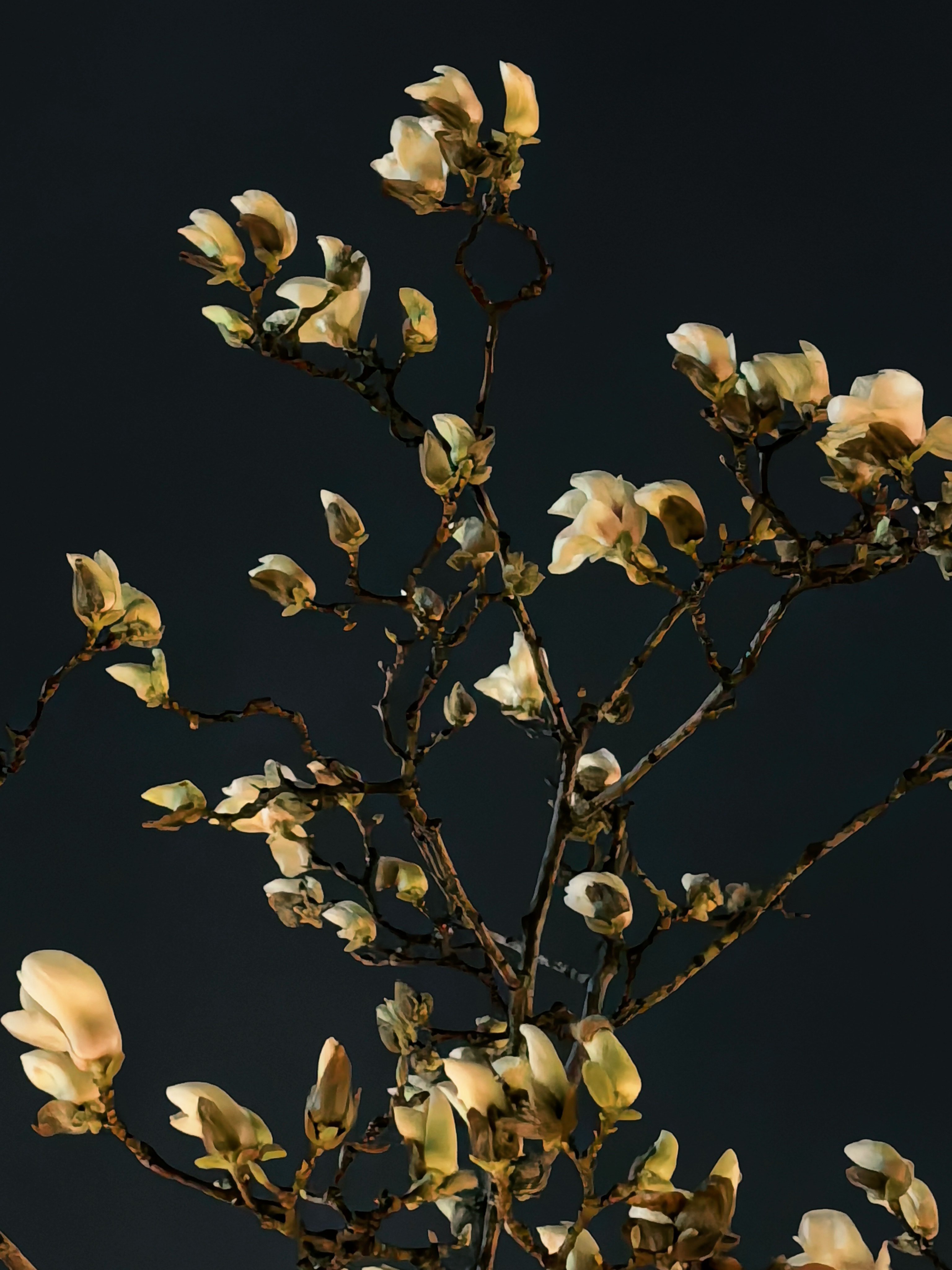 本来想赏月突然发展玉兰开花了！ 