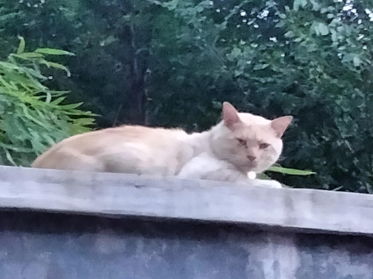 墙上头上的一只猫。