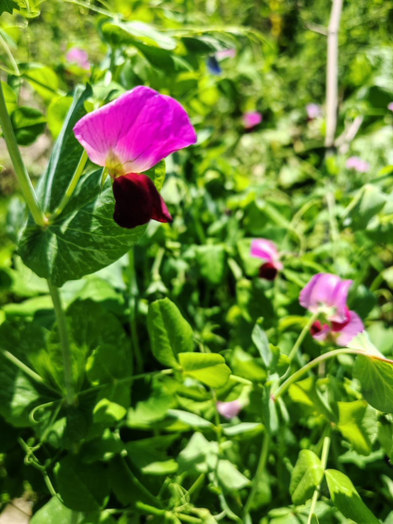 安贫守真才是正道，不怕贫，就怕作
现实生活中怕贫就作的例子太多太多，如某地产大亨