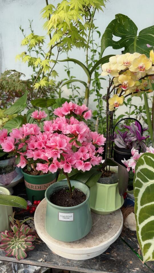 今日份植物