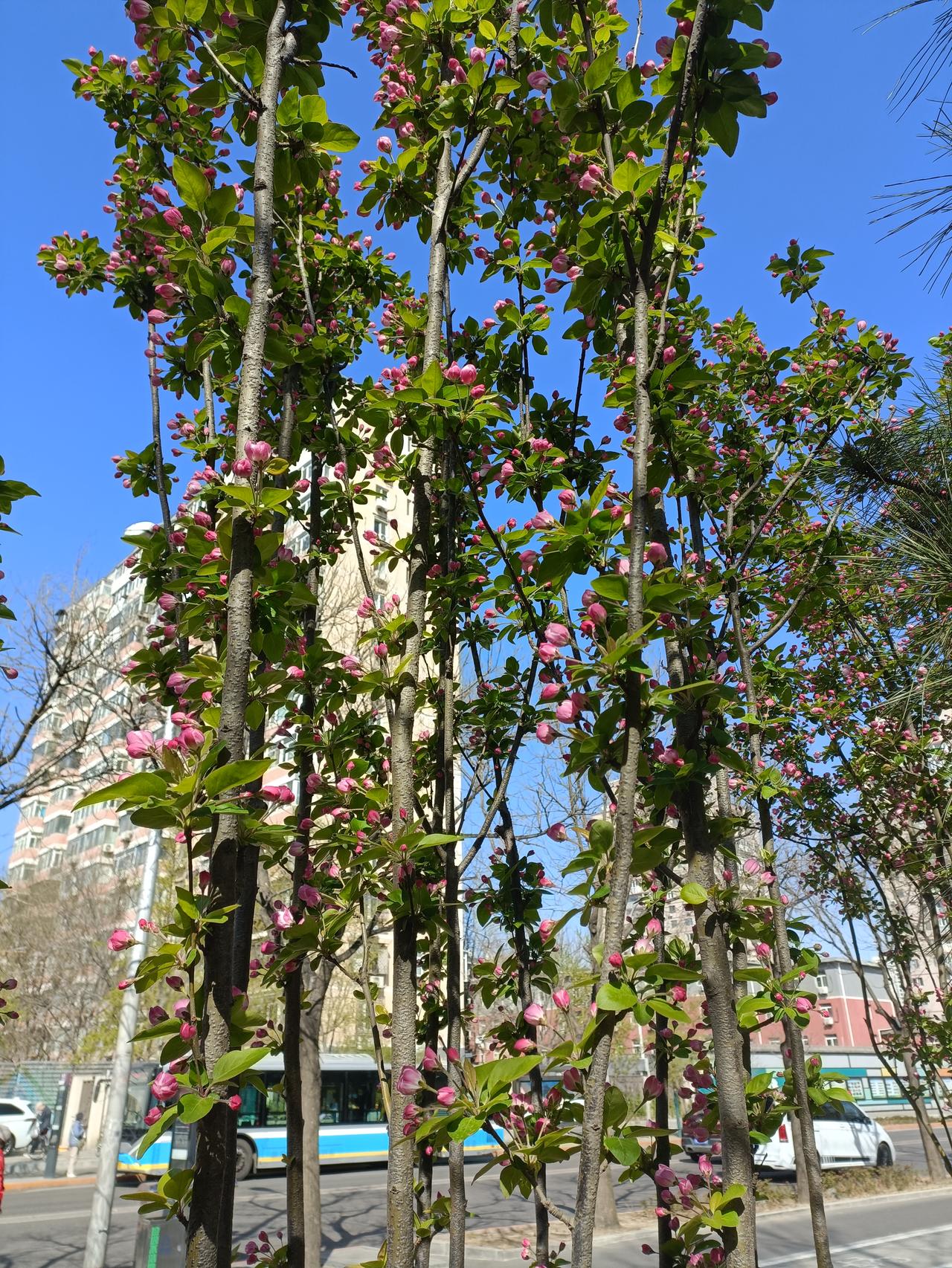 晒图笔记大赛刚拍的，含苞待放的花朵，太美太漂亮了