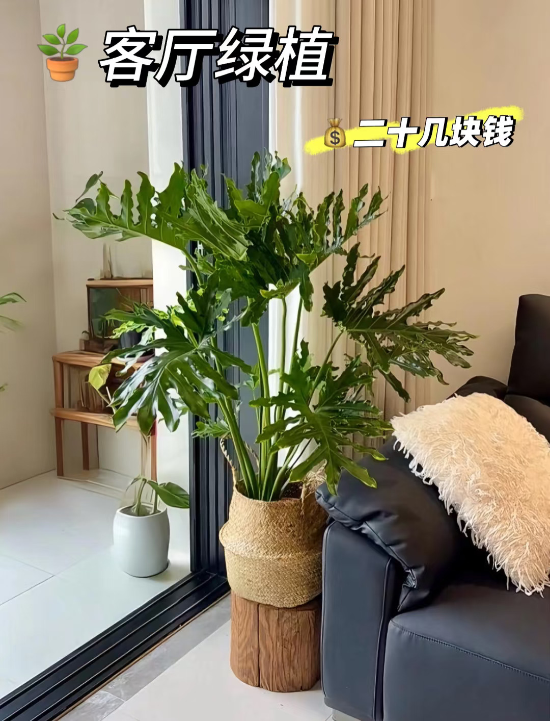真的很惊讶|这是💰20几块钱买的大春羽