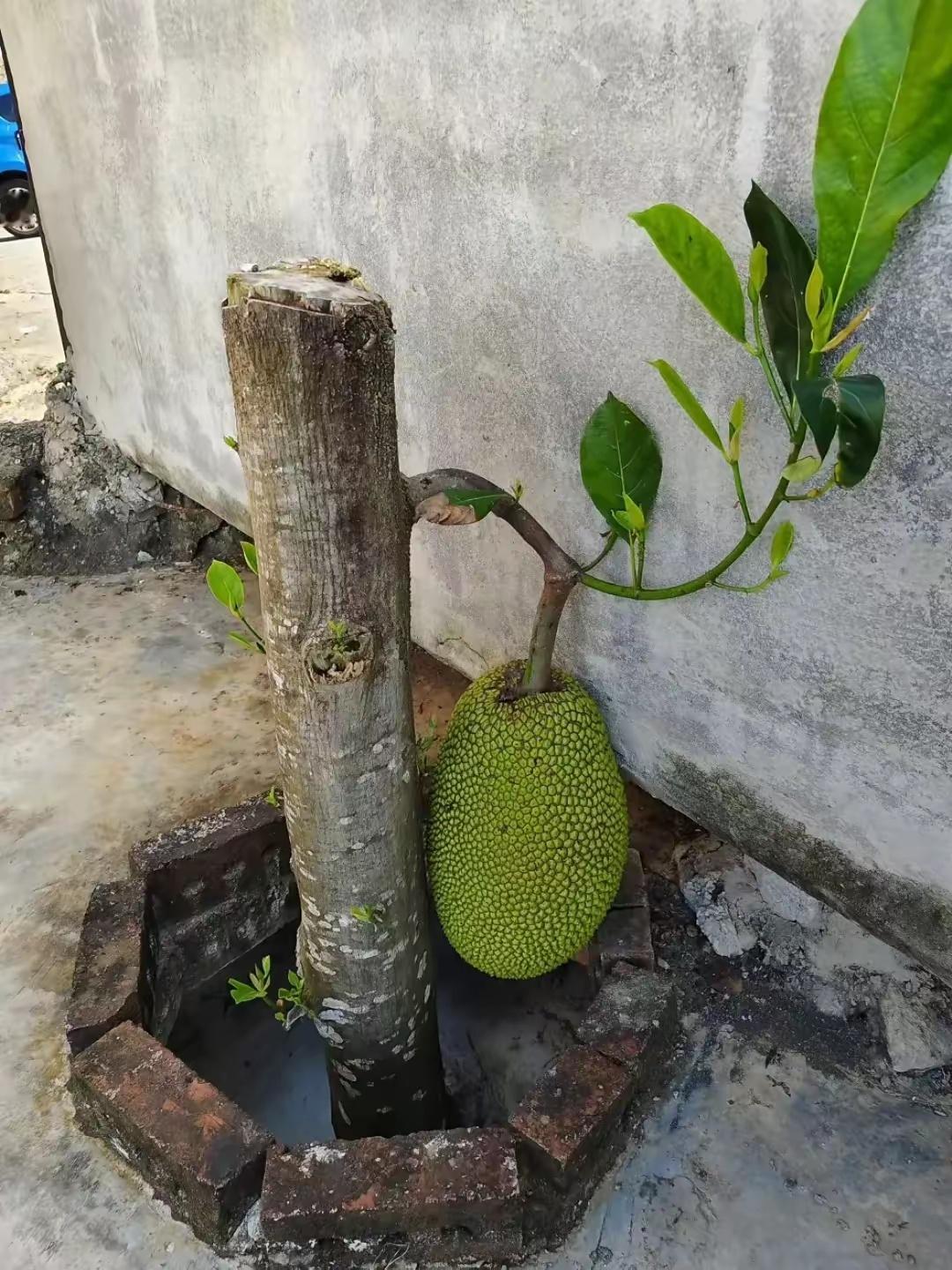 我家的这棵菠萝蜜，前两年一直都不挂果。去年我实在没办法，就把树杆砍了，没想到今年