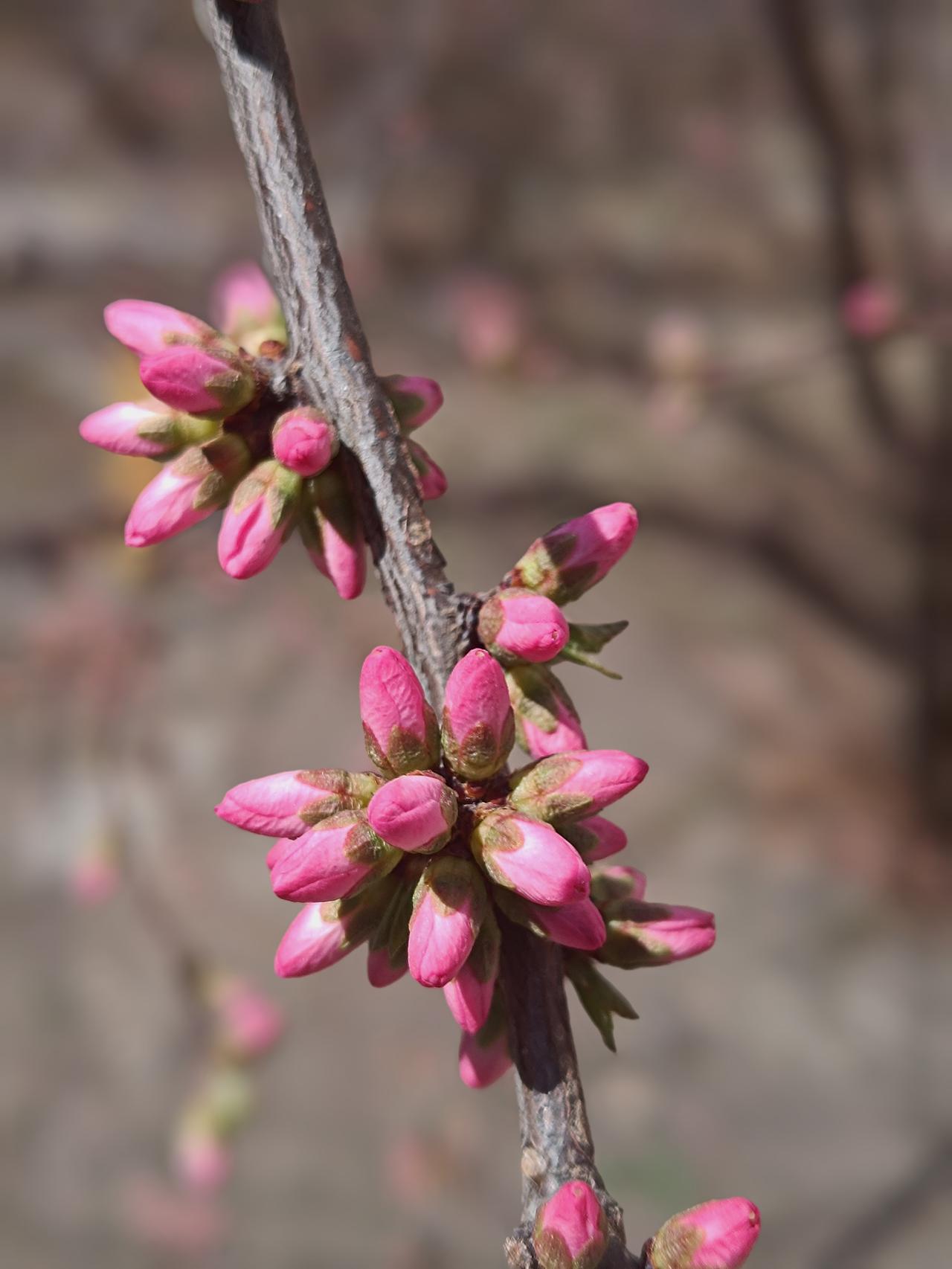 晒图笔记大赛枝头榆叶梅含苞待放，点点粉韵藏于枝桠，春日悄至，静待花开满枝。