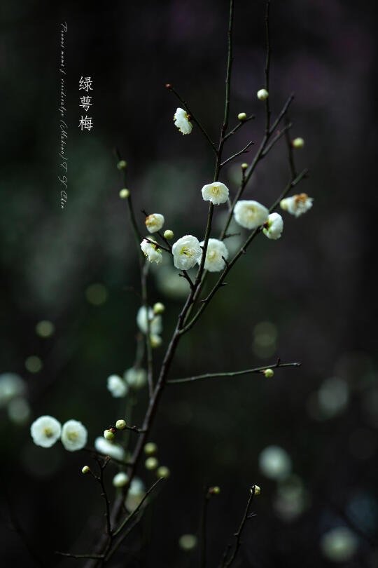 绿萼梅|Prunus mume