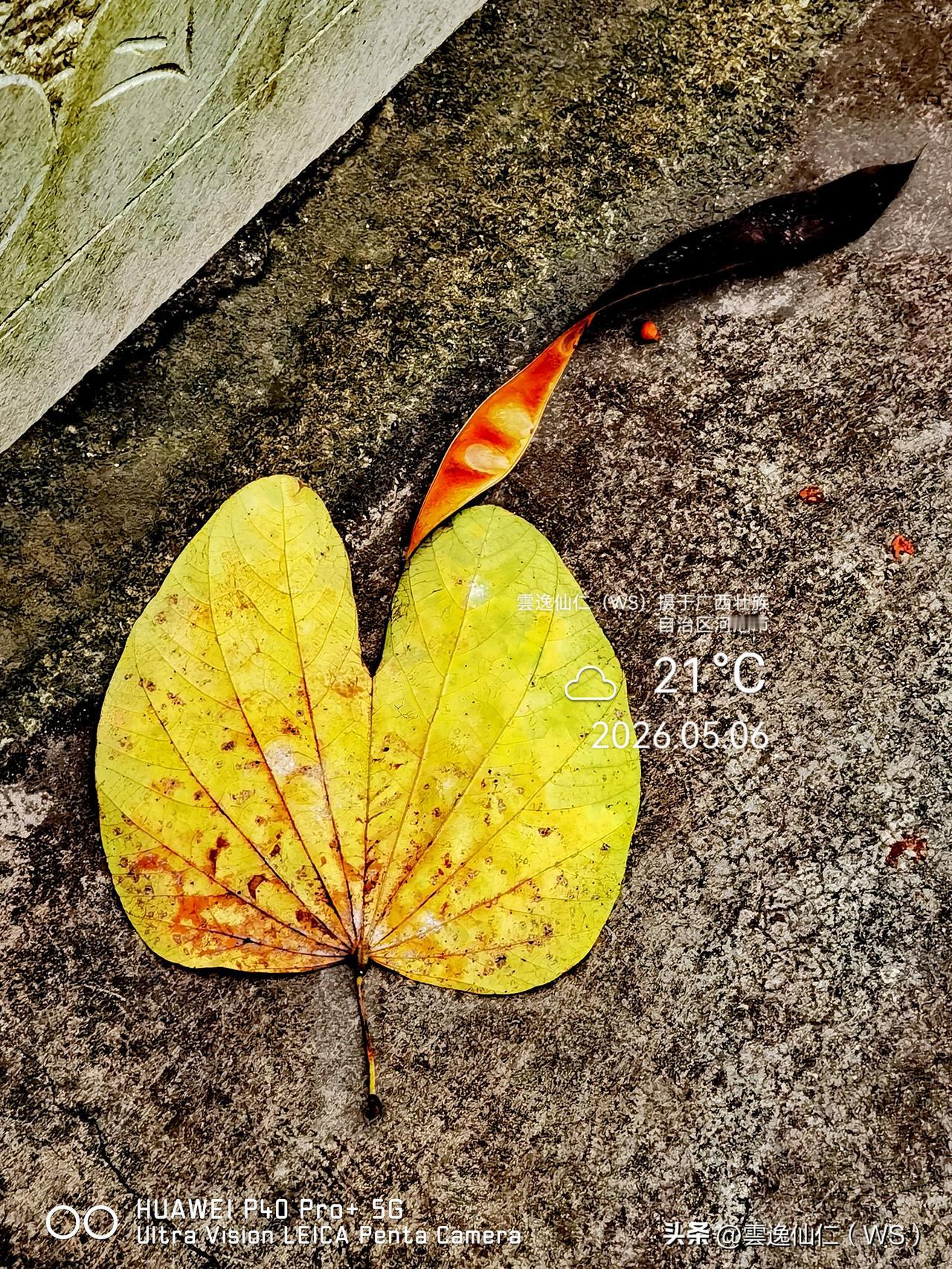 月居生活记录（9710）广西壮族自治区河池市（137）花儿随拍10：黄婵花、非洲