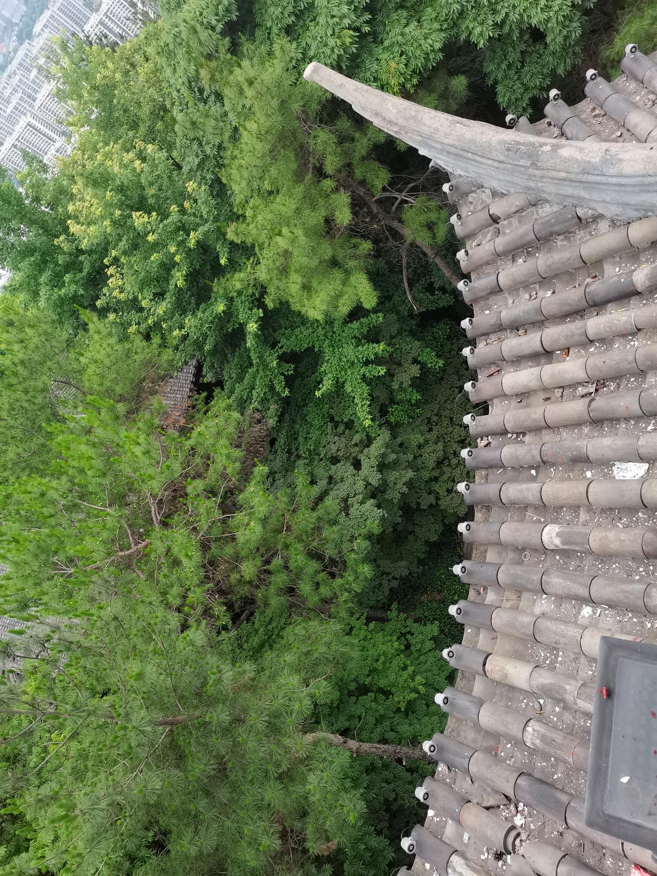 最近两天都会在凌晨四五点醒来，
听一只鸟独叫，
然后去厕所撒泡尿。

那鸟鸣清亮