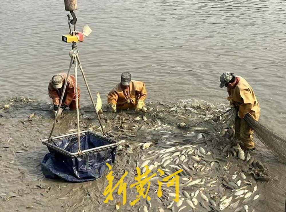 “出鱼喽！”随着一声洪亮的吆喝，满满一网黄河鲤鱼破水而出，在阳光下翻腾跳跃，溅起