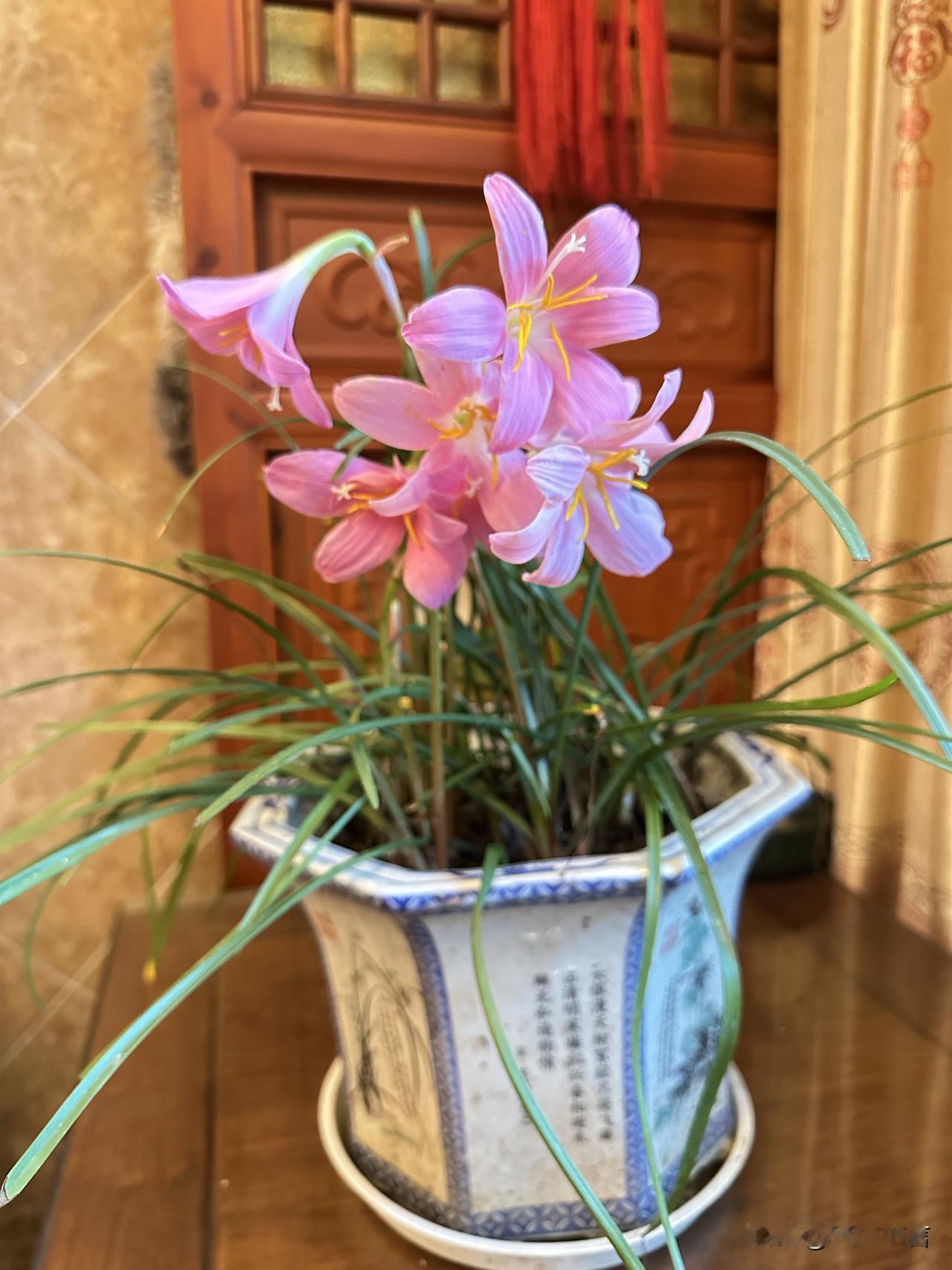 雨过风来花自绽，粉兰静立满庭温柔