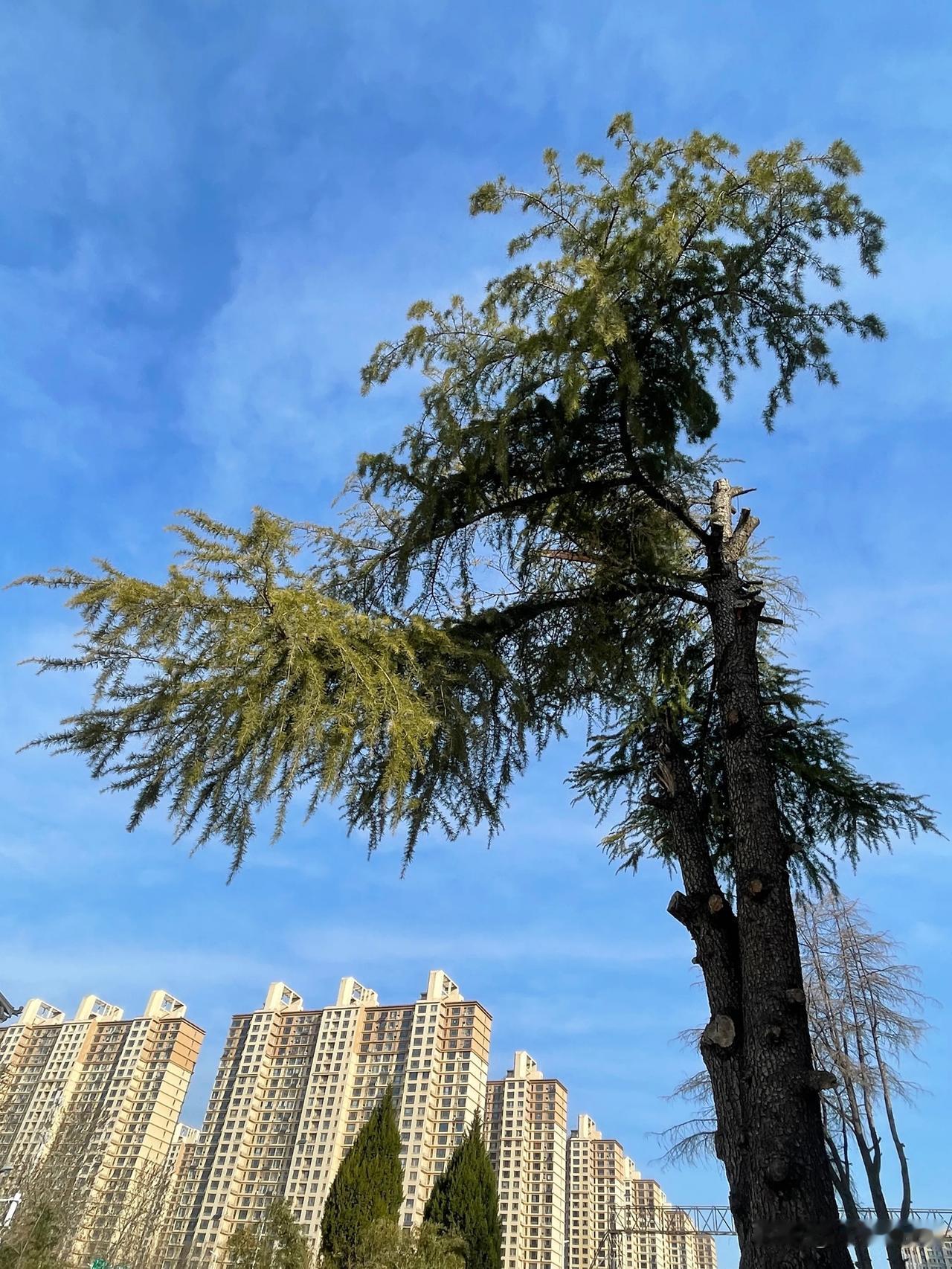 刚刚路遇一棵被修剪过的松树，依然在春天里倔强生长。生命的韧性，从不因外界的雕琢而