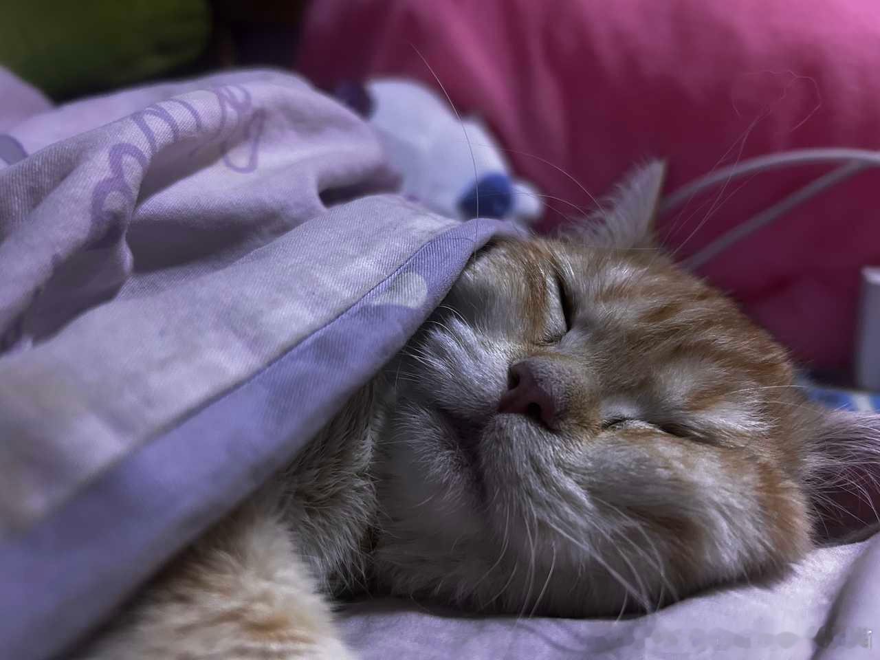 补49416【丑猫】睡觉中 