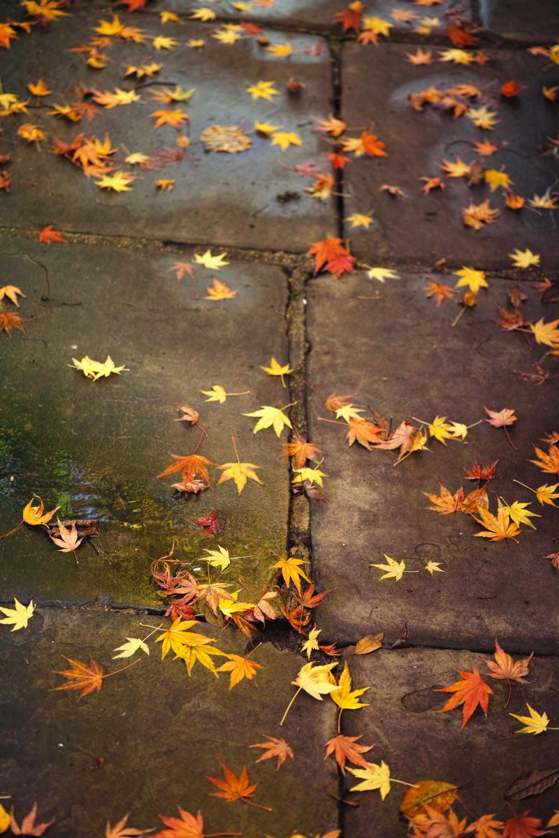 下联：叶落秋韵长。

（图片来自网络）