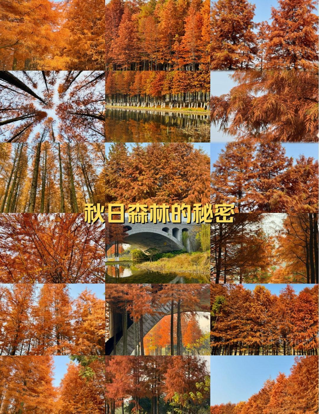 🌿松雅湖秋天徒步 | 一场自然与色彩的邂逅
📍长沙 
宝子们，秋天的太值得徒