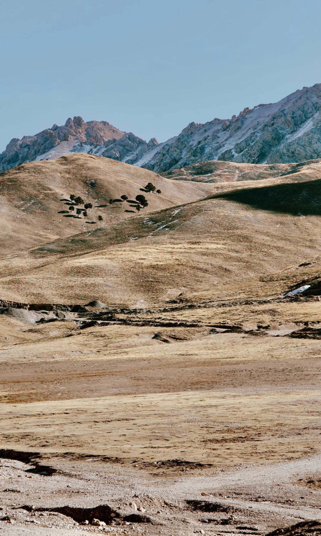 德令哈柏树山｜生命树本就茁壮