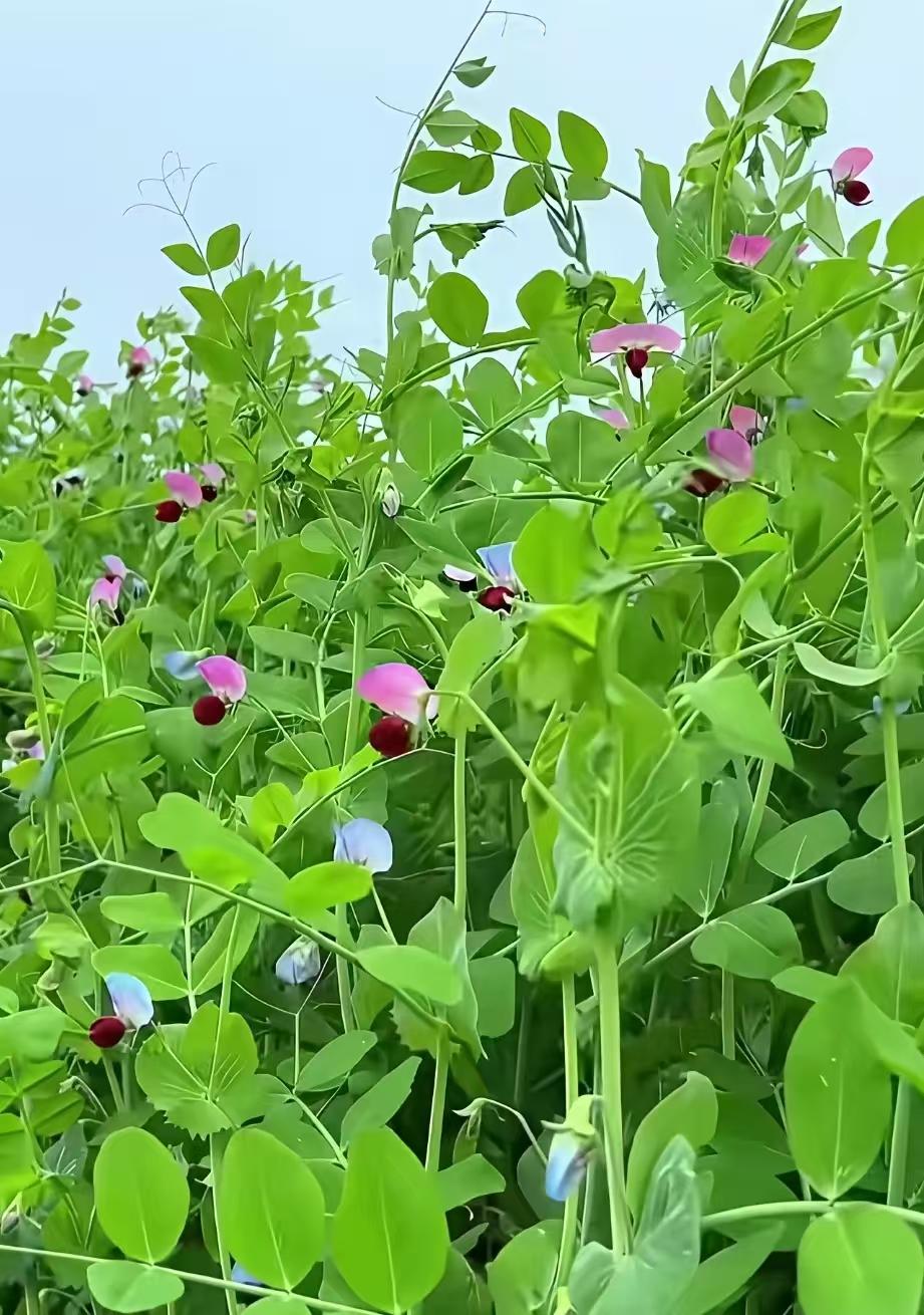 雇主喜欢什么样的家政阿姨？雇主喜欢机器人，又会干活，又不用吃饭，还不会说话，还听