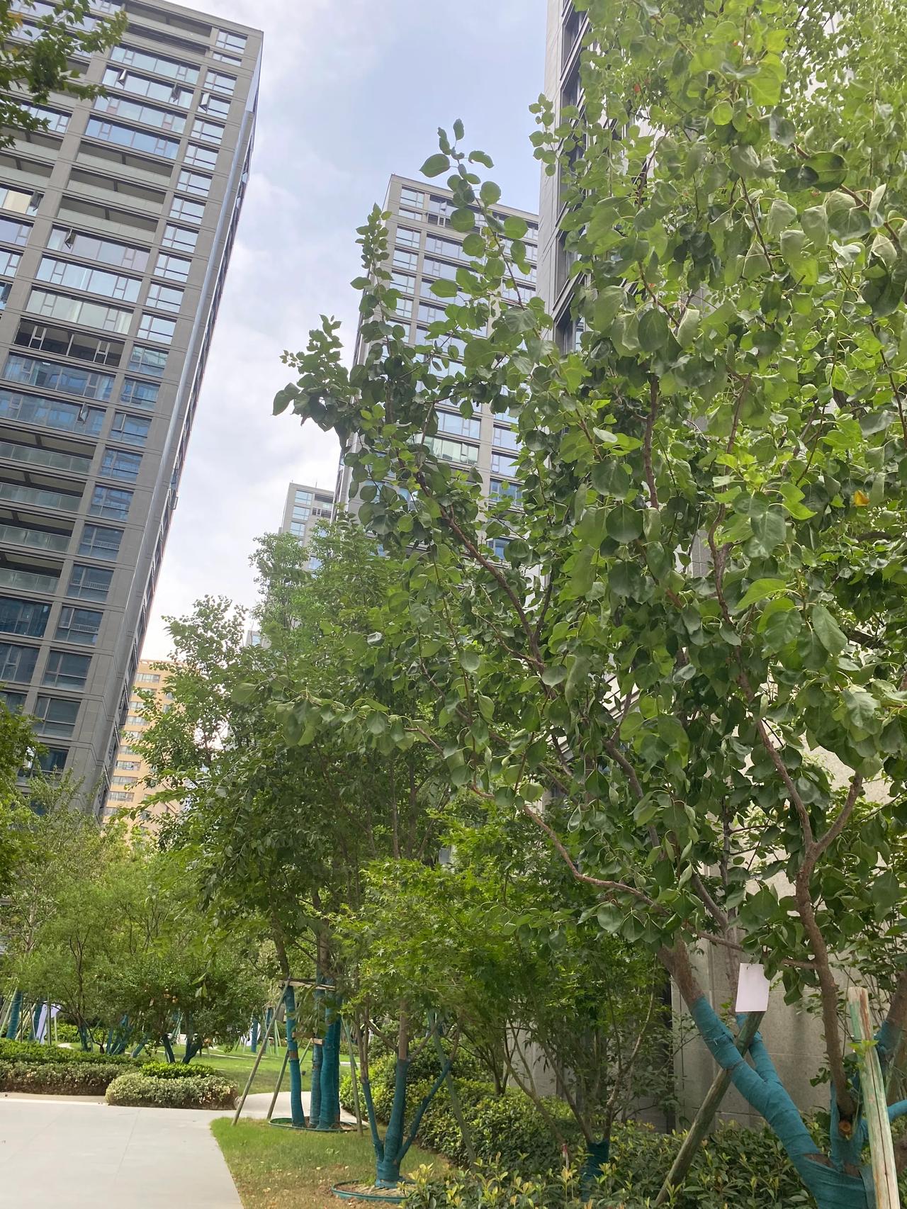 郑州经开区绿城城园 137平精装修 没住够人260万