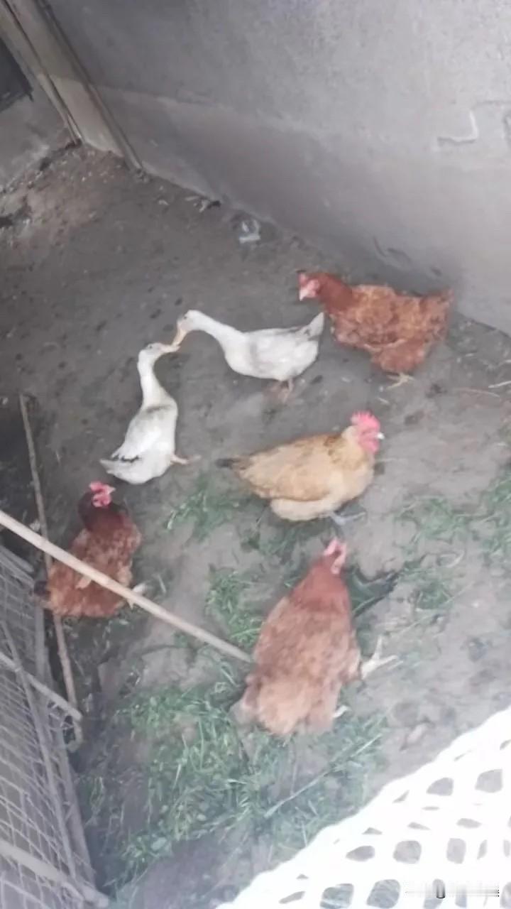 我邻居出了个小车祸，
大腿扭伤了，
但是还能勉强走动做饭什么的，
她婆婆听说了来