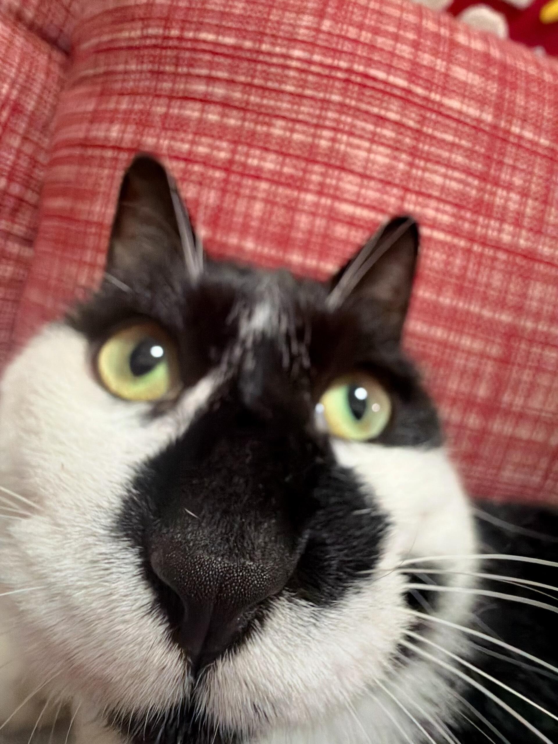 人，直视我！ 