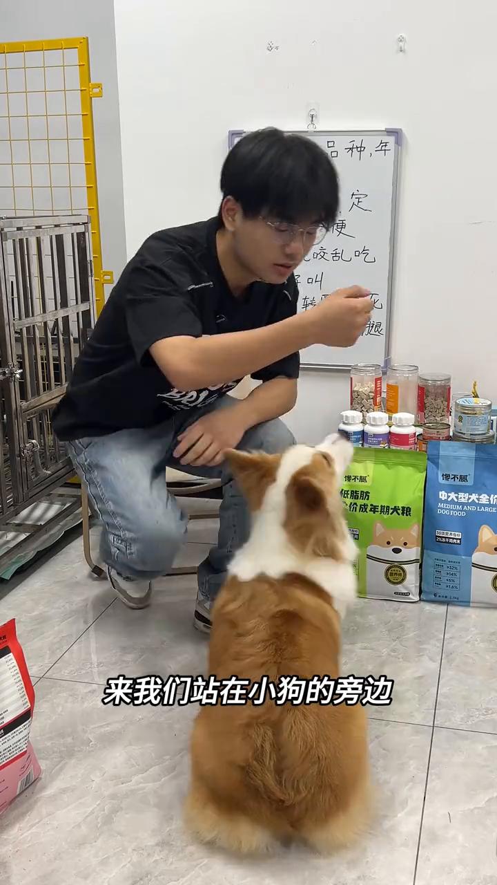 小妮的训练日常分享。
幼犬刚刚到家怎么去训练坐卧立定？先讲坐。
·小狗到家第一个