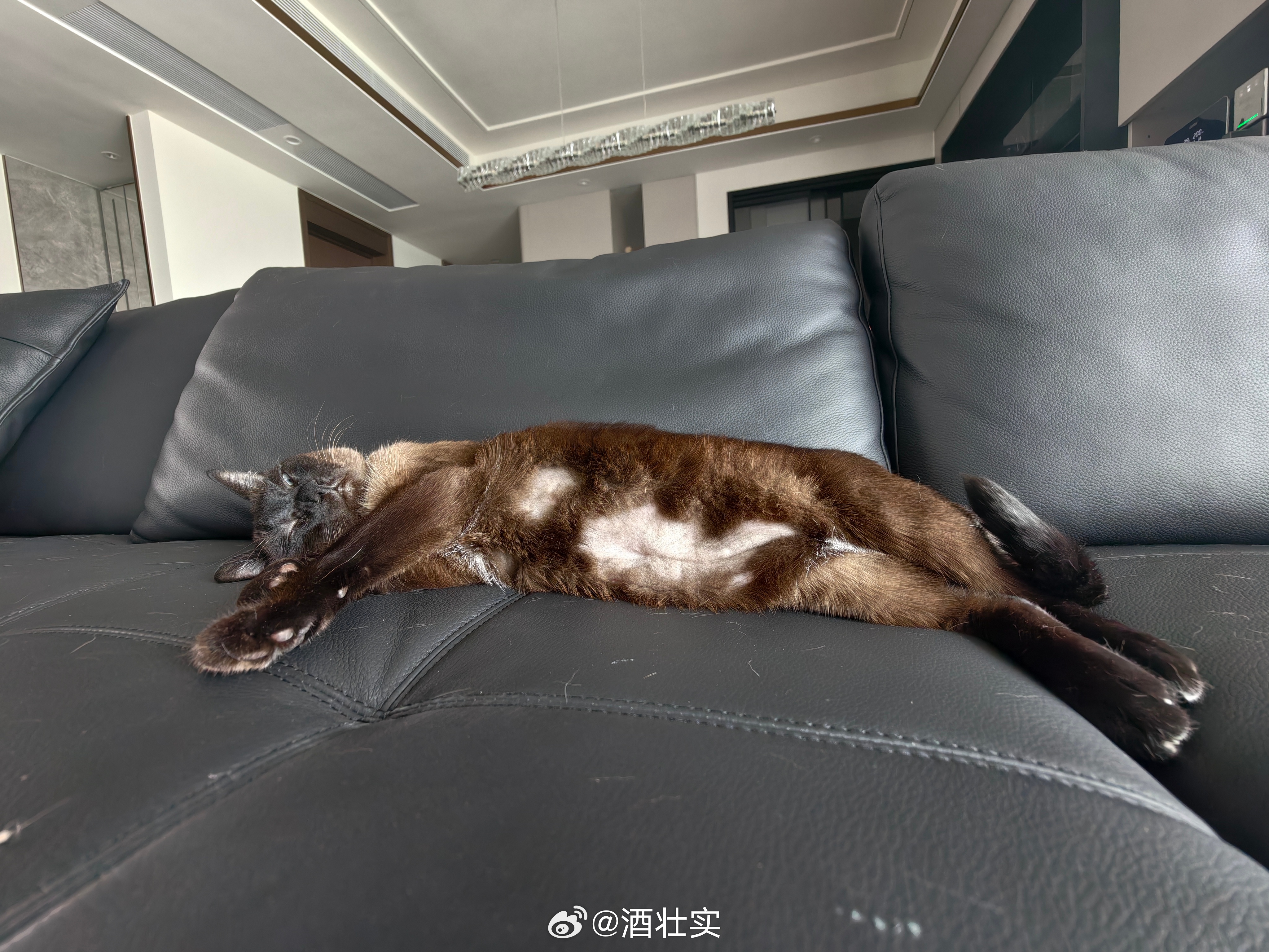 做B超剃毛了小肚子，这才能发现它的肉肉叠成两层睡迷糊了又 