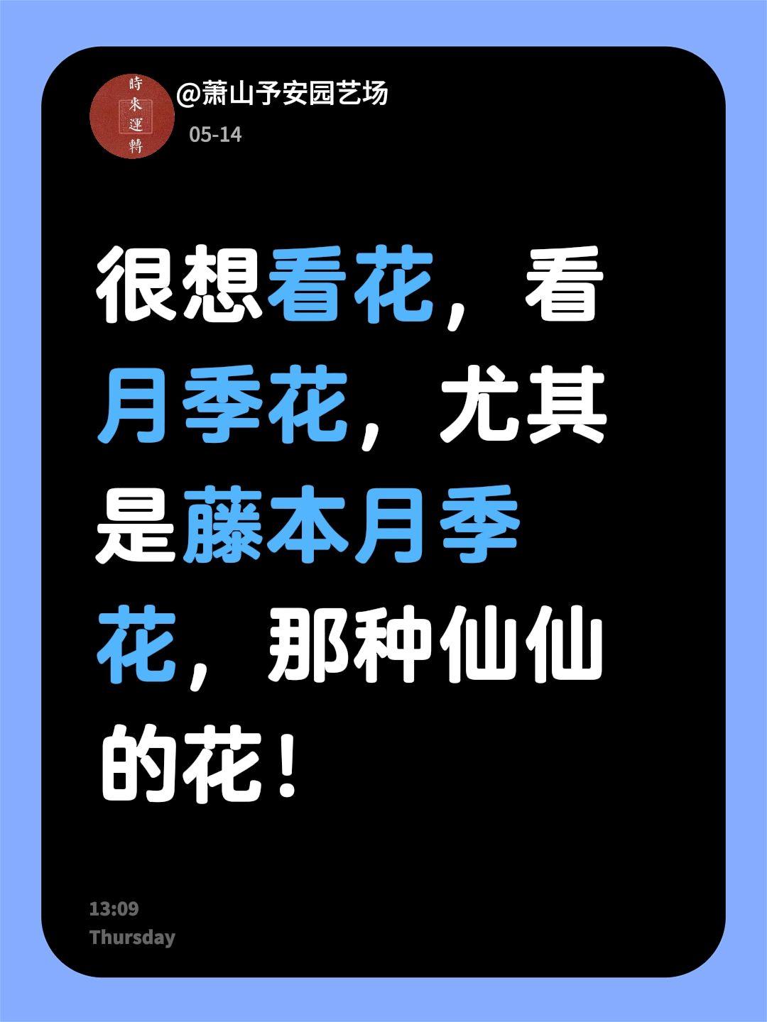 很想看花，看月季花，尤其是藤本月季花，那种仙仙的花！爬藤月季大苗 盆栽花卉月季花