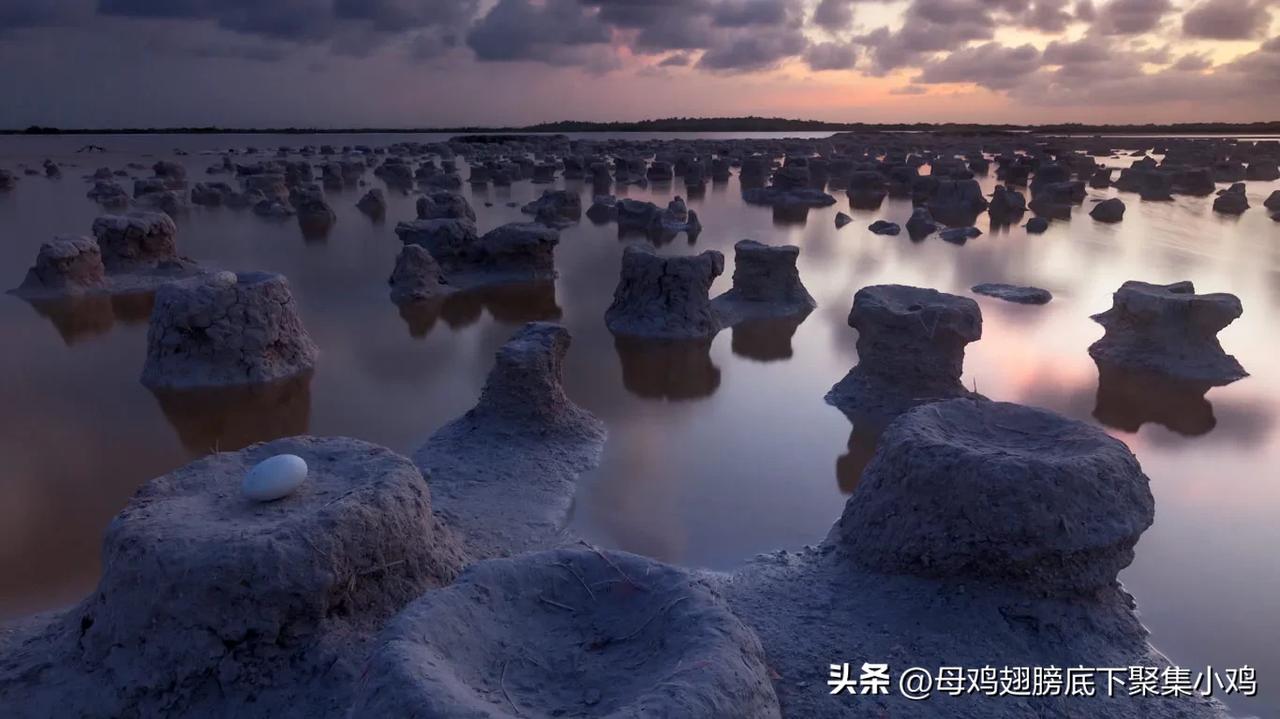 ［心灵旅行:独一无二］墨西哥🇲🇽巢中的加勒比火烈鸟蛋(尤卡坦州里奥拉加托斯自