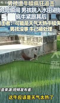 “太吓人了！”8月12日广东，一男孩在家门口玩耍，突然遭到牛犊的追击，危机时刻，
