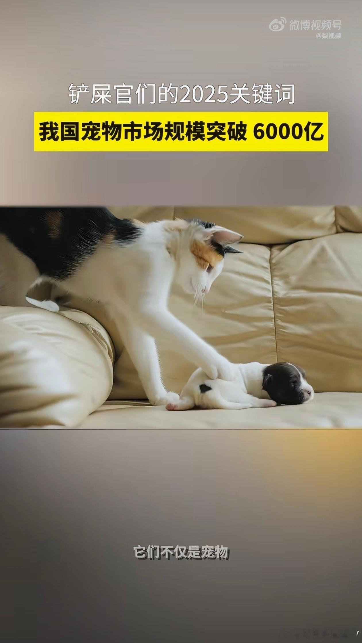我国宠物市场规模突破6000亿 猫猫狗狗都养过，只是苦恼家里的猫猫，每次趁我不在