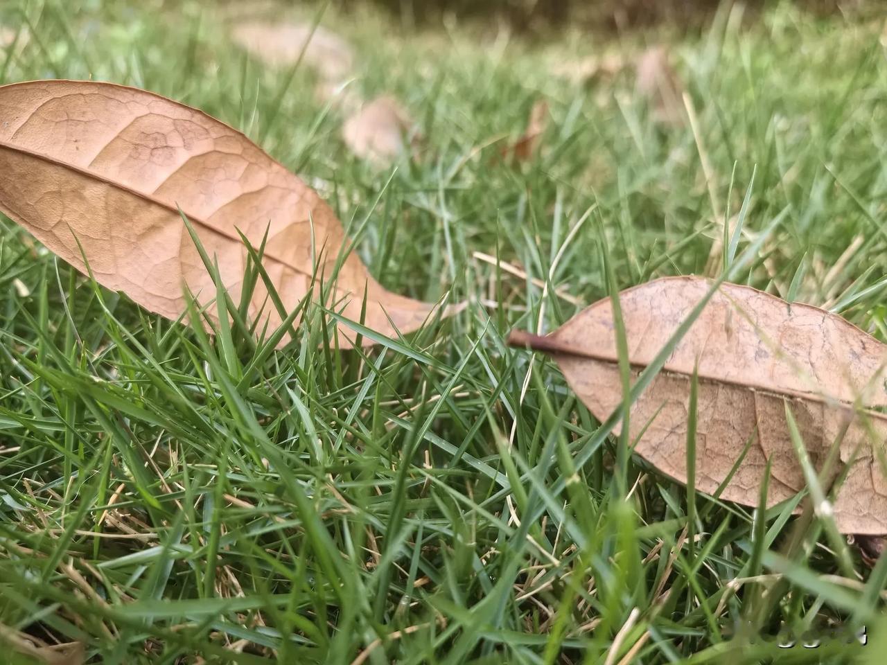 【人生点滴分享】人生如潮涌，“旧叶凋而新叶萌” ，没有一成不变的定律。

在头条