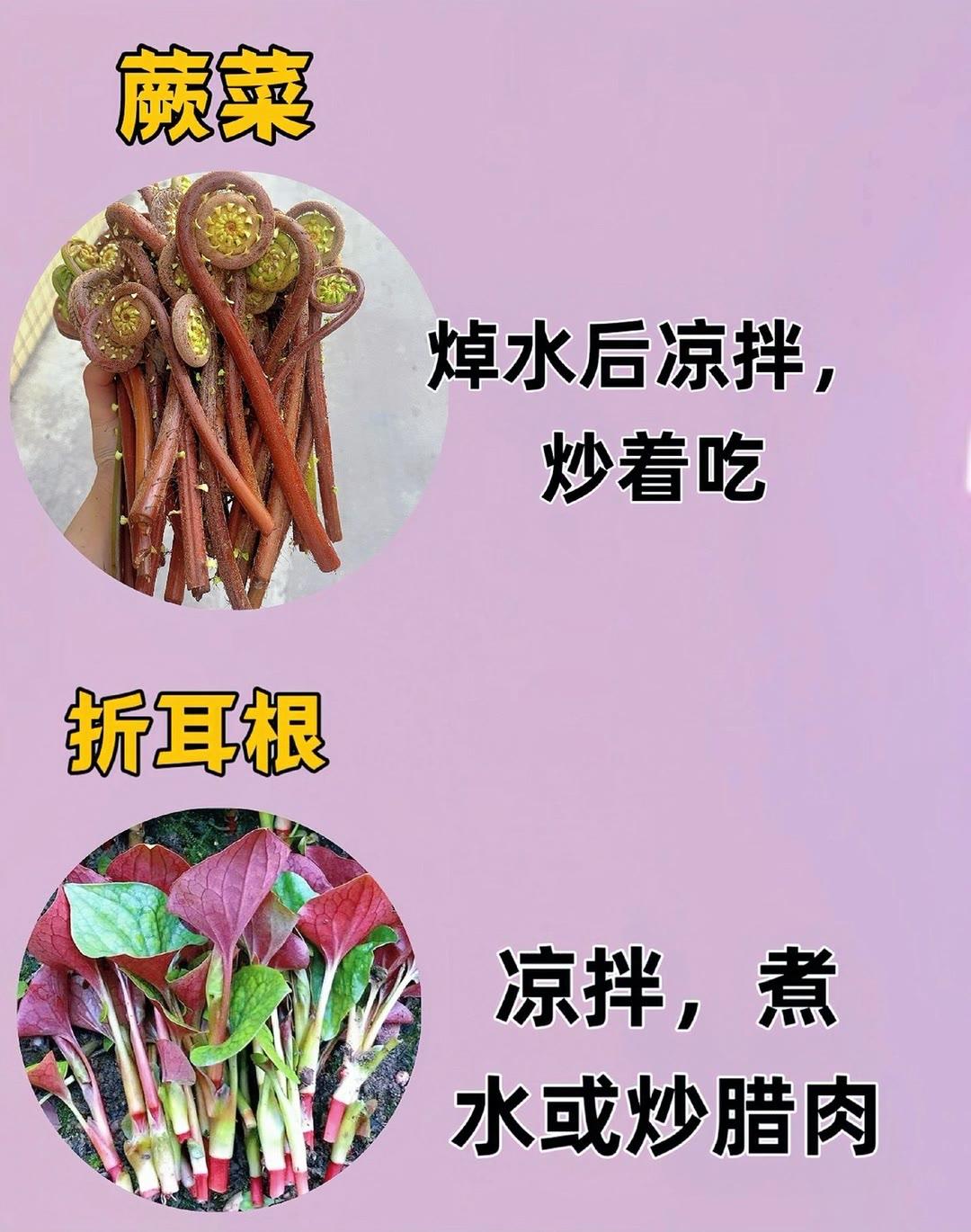 春天到了，大家吃过的美味野菜还记得吗?你吃过哪些呢?这些你知道怎么吃吗。快来学习