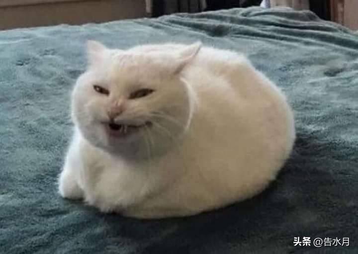 俄罗斯打乌克兰，一部分人大喊：俄罗斯侵略，制裁他们，不让大毛参加奥运会！

美国